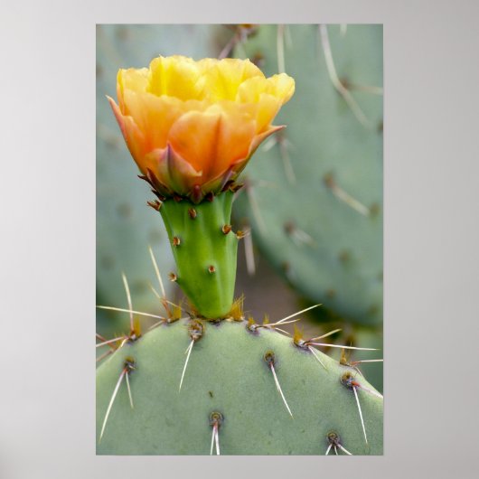 Prickly Pear Cactus and flower Poster (Voorkant)