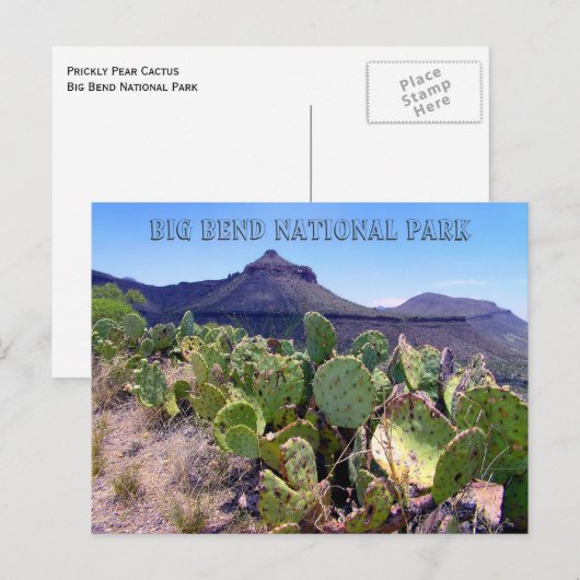 Prickly Pear Cactus Big Bend Briefkaart (Voorkant / Achterkant)