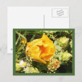 Prickly Pear Cactus Bloom Briefkaart (Voorkant / Achterkant)