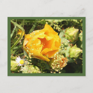Prickly Pear Cactus Bloom Briefkaart