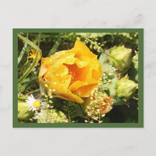 Prickly Pear Cactus Bloom Briefkaart (Voorkant)
