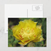 Prickly Pear Cactus Blooms Briefkaart (Voorkant / Achterkant)