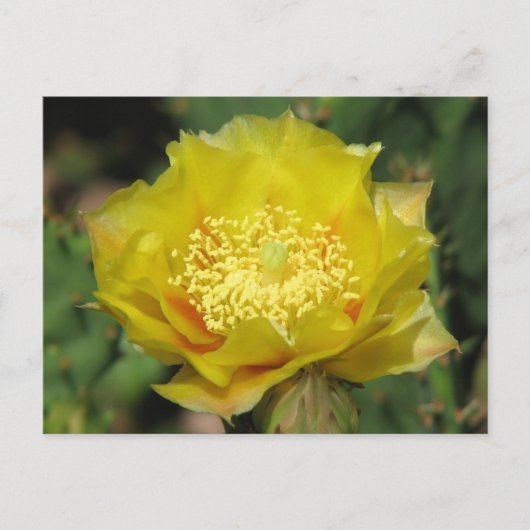 Prickly Pear Cactus Blooms Briefkaart (Voorkant)