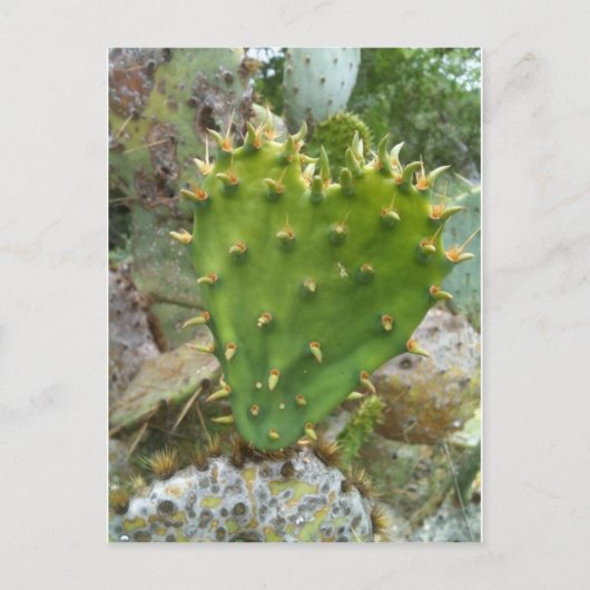 Prickly Pear Cactus Briefkaart (Voorkant)