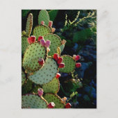 Prickly Pear Cactus Briefkaart (Voorkant)