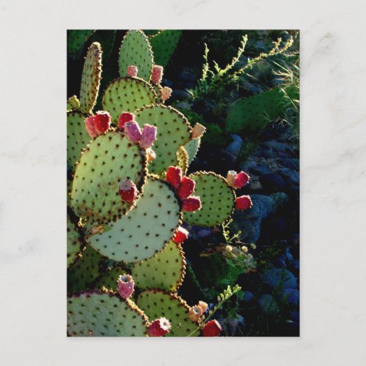 Prickly Pear Cactus Briefkaart (Voorkant)