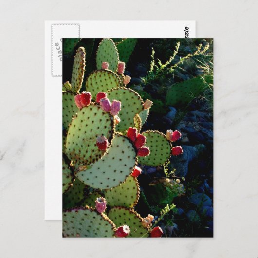 Prickly Pear Cactus Briefkaart (Voorkant / Achterkant)