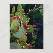Prickly Pear Cactus Briefkaart (Voorkant)