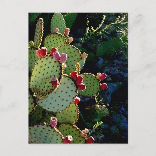 Prickly Pear Cactus Briefkaart (Voorkant)