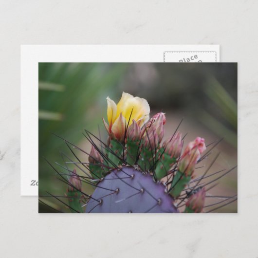 Prickly Pear Cactus Briefkaart (Voorkant / Achterkant)