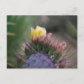Prickly Pear Cactus Briefkaart (Voorkant)