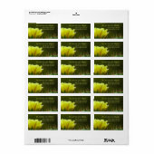 Prickly Pear Cactus Desert Flower / Yellow Green / Etiket (Full Sheet)