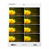 Prickly Pear Cactus Desert Flower / Yellow Green / Etiket (Full Sheet)