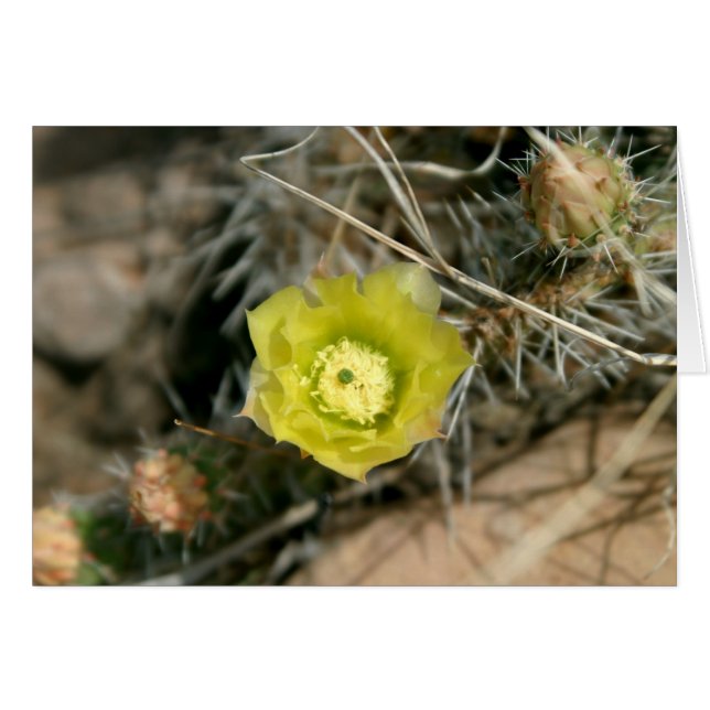Prickly Pear Cactus Flower (Voorkant Horizontaal)