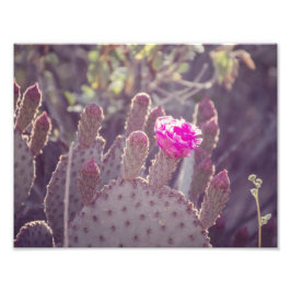 Prickly Pear Cactus Flower | Fotoafdrukken Foto Afdruk