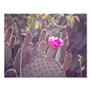 Prickly Pear Cactus Flower Fotoafdrukken Foto Afdruk