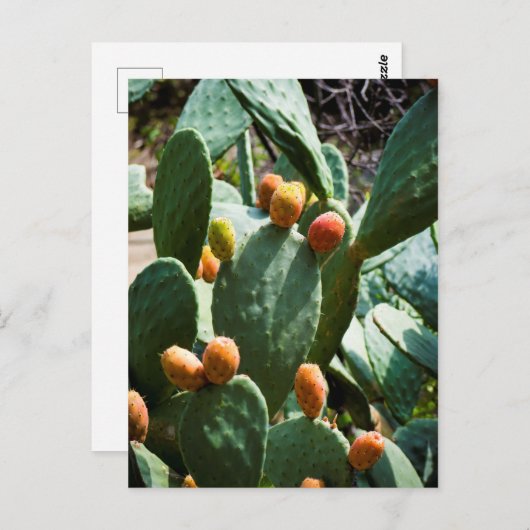 Prickly Pear Cactus Fruit Briefkaart (Voorkant / Achterkant)