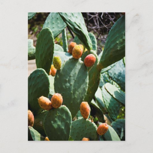 Prickly Pear Cactus Fruit Briefkaart (Voorkant)