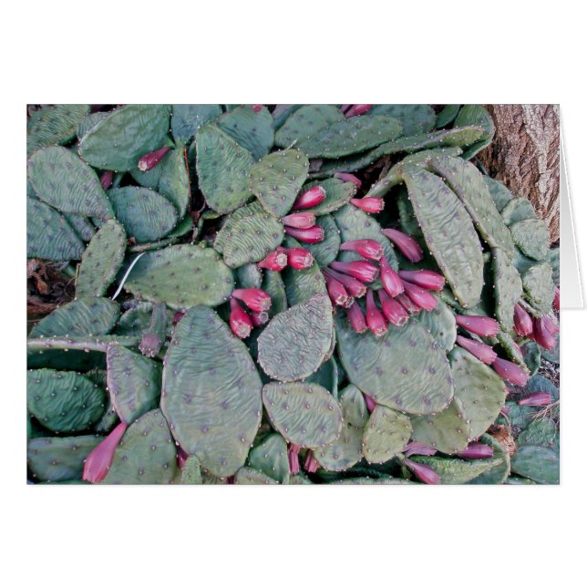 Prickly Pear Cactus & Fruit Card (Voorkant Horizontaal)