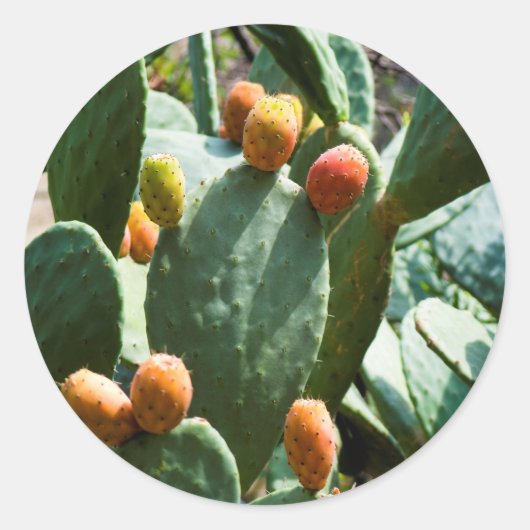 Prickly Pear Cactus Fruit Ronde Sticker (Voorkant)