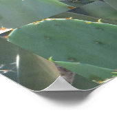 Prickly Pear Cactus Green Red Bloom Poster (Hoek)
