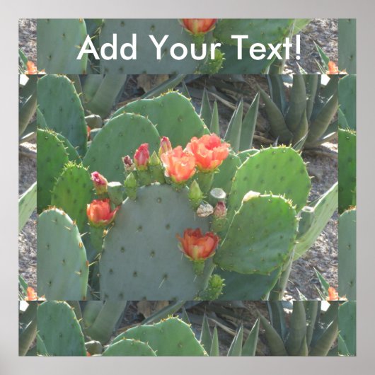Prickly Pear Cactus Green Red Bloom Poster (Voorkant)