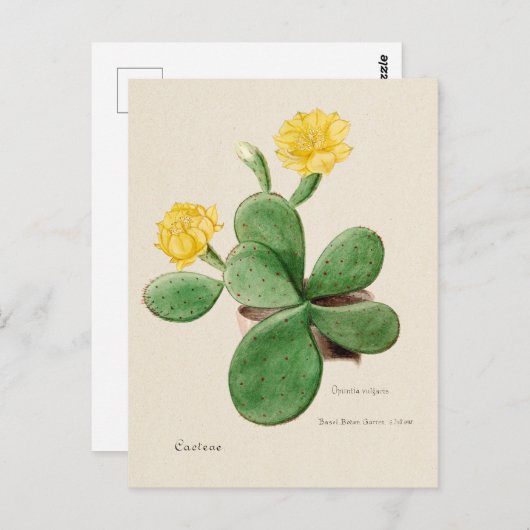  Prickly Pear Cactus Illustratie Briefkaart (Voorkant / Achterkant)