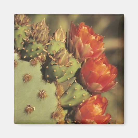 Prickly pear cactus in bloom, Arizona-Sonora 2 Magneet (Voorkant)