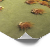 Prickly pear cactus in bloom, Arizona-Sonora 2 Poster (Hoek)