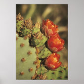 Prickly pear cactus in bloom, Arizona-Sonora 2 Poster (Voorkant)