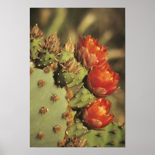 Prickly pear cactus in bloom, Arizona-Sonora 2 Poster (Voorkant)