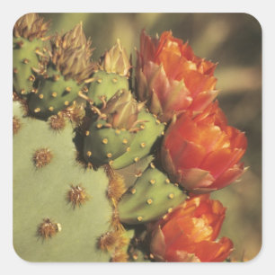 Prickly pear cactus in bloom, Arizona-Sonora 2 Vierkante Sticker