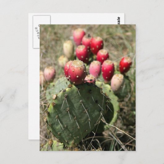 Prickly Pear Cactus in Texas Briefkaart (Voorkant / Achterkant)