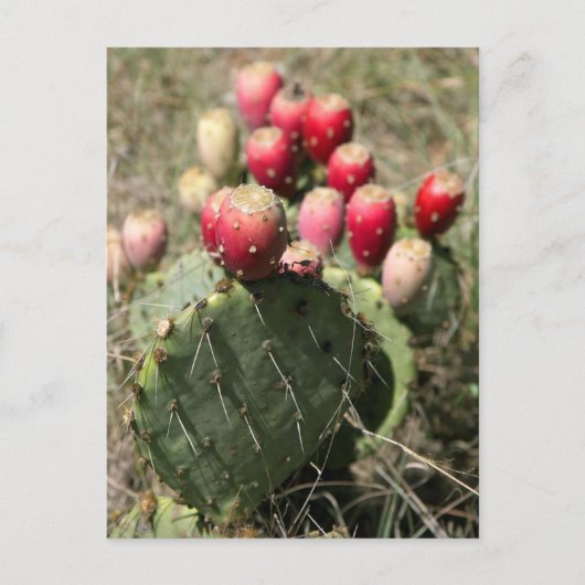 Prickly Pear Cactus in Texas Briefkaart (Voorkant)