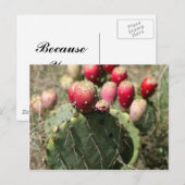 Prickly Pear Cactus in Texas Briefkaart (Voorkant / Achterkant)