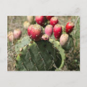 Prickly Pear Cactus in Texas Briefkaart (Voorkant)