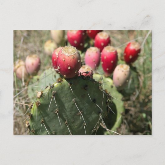 Prickly Pear Cactus in Texas Briefkaart (Voorkant)