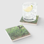 Prickly pear cactus in woestijn, Arizona, sq onder Stenen Onderzetter (Zijkant)