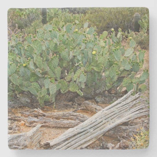 Prickly pear cactus in woestijn, Arizona, sq onder Stenen Onderzetter (Voorkant)
