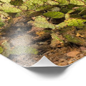 Prickly Pear Cactus in woestijnbergen Arizona Foto Afdruk (Hoek)