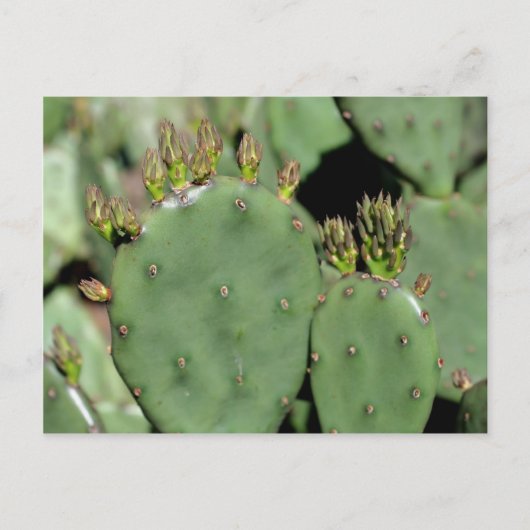 Prickly Pear Cactus Natuur Briefkaart (Voorkant)
