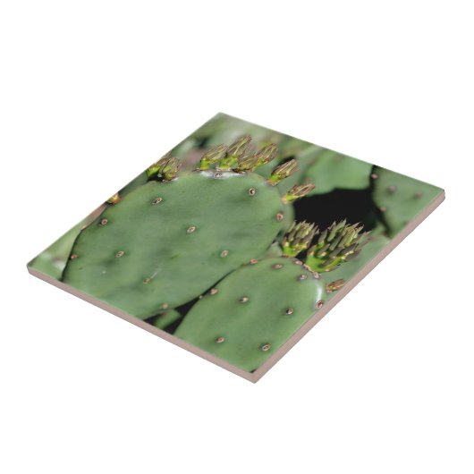 Prickly Pear Cactus Natuur Tegeltje (Zijkant)