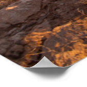 Prickly Pear Cactus (Opuntia Sp.) Poster (Hoek)