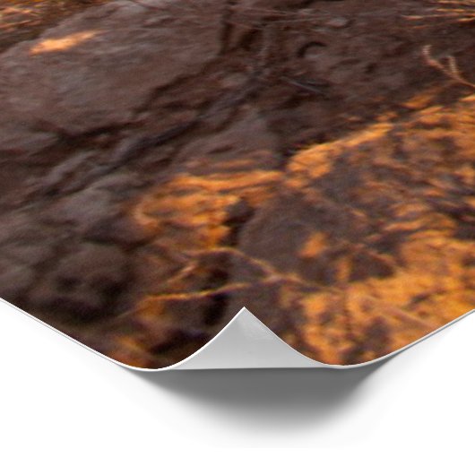 Prickly Pear Cactus (Opuntia Sp.) Poster (Hoek)