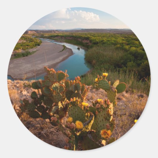 Prickly Pear Cactus (Opuntia Sp.) Ronde Sticker (Voorkant)