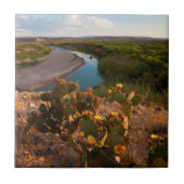 Prickly Pear Cactus (Opuntia Sp.) Tegeltje (Voorkant)