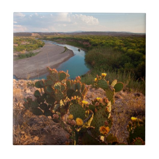 Prickly Pear Cactus (Opuntia Sp.) Tegeltje (Voorkant)