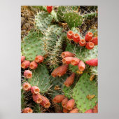 Prickly Pear Cactus Poster (Voorkant)