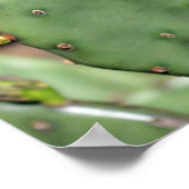 Prickly Pear Cactus Poster (Hoek)