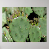 Prickly Pear Cactus Poster (Voorkant)